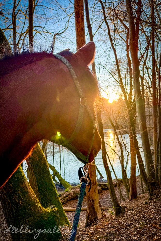 Dolida am Herrenteich im Dezember 2025