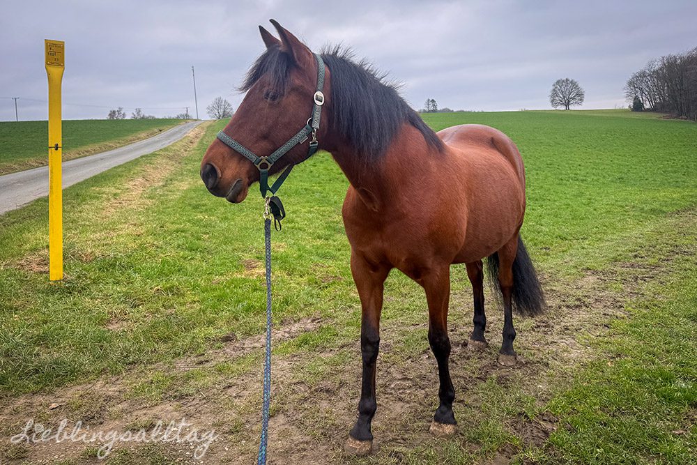 Dolida im Dezember 2025