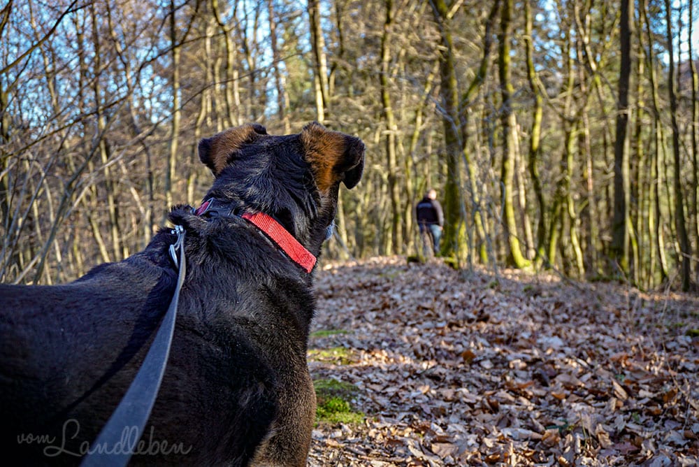 Spaziergang an der Wahnbachtalsperre