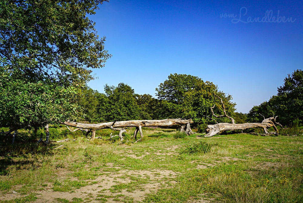 Wandern in der Wahner Heide
