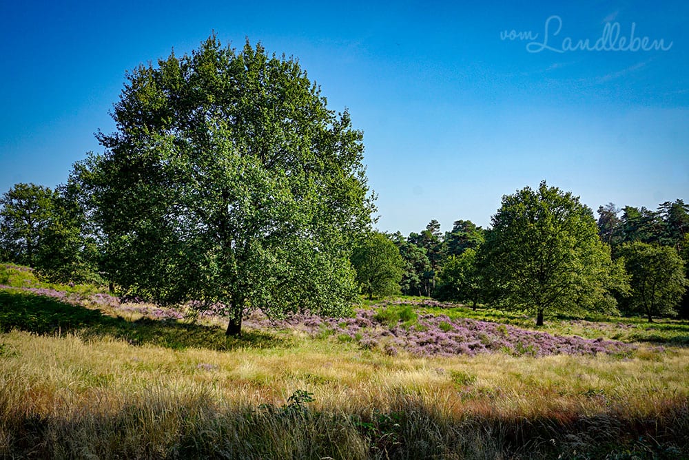 Wandern in der Wahner Heide