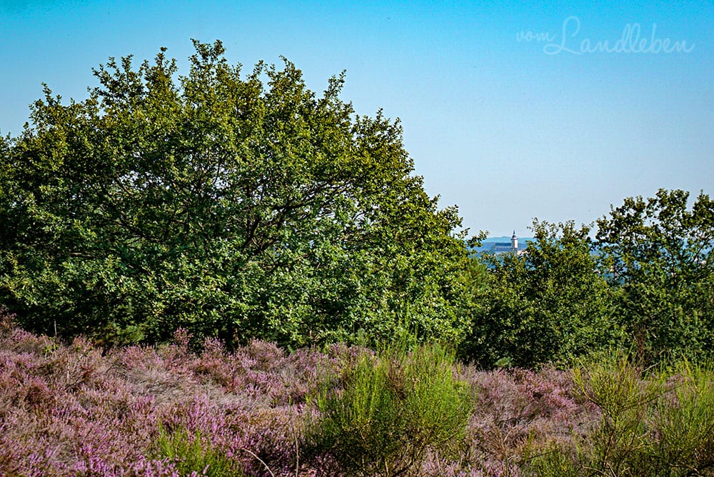Wandern in der Wahner Heide - Blick auf den Michaelsberg