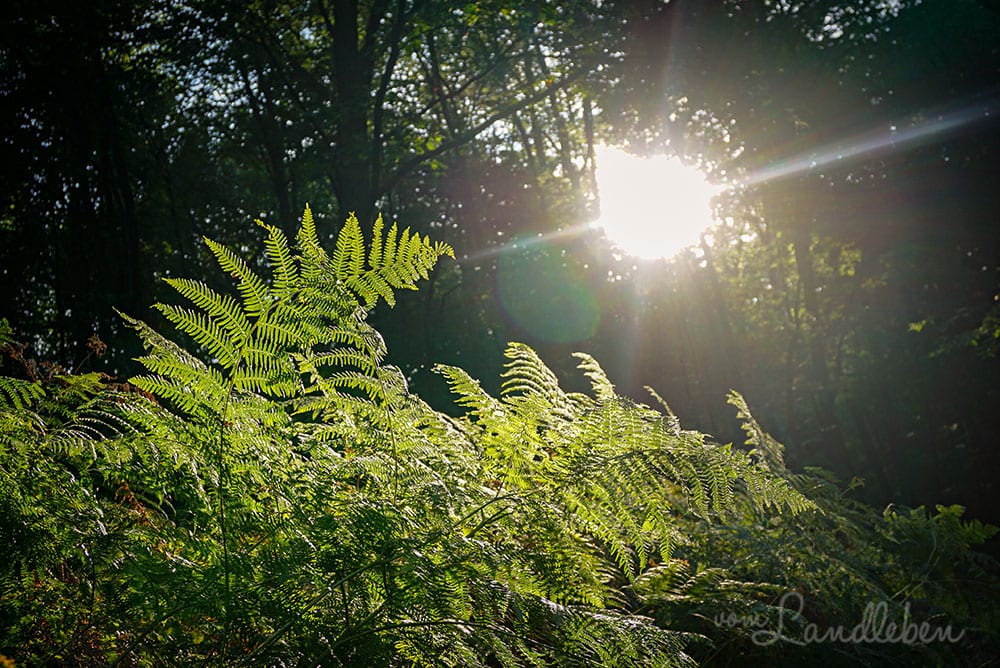 Wandern in der Wahner Heide