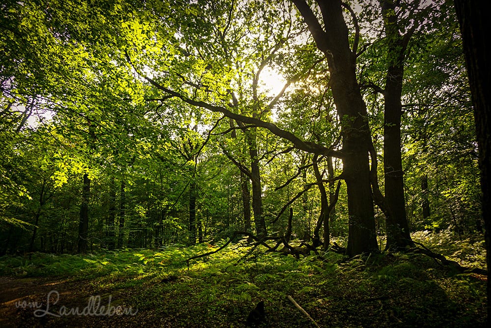 Wandern in der Wahner Heide