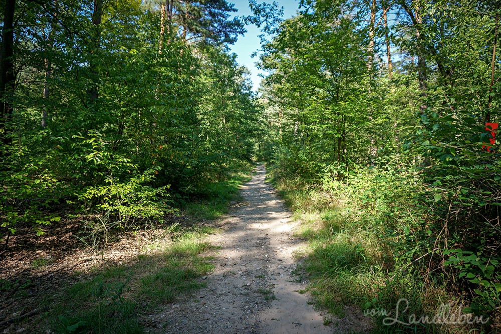 Wandern in der Wahner Heide
