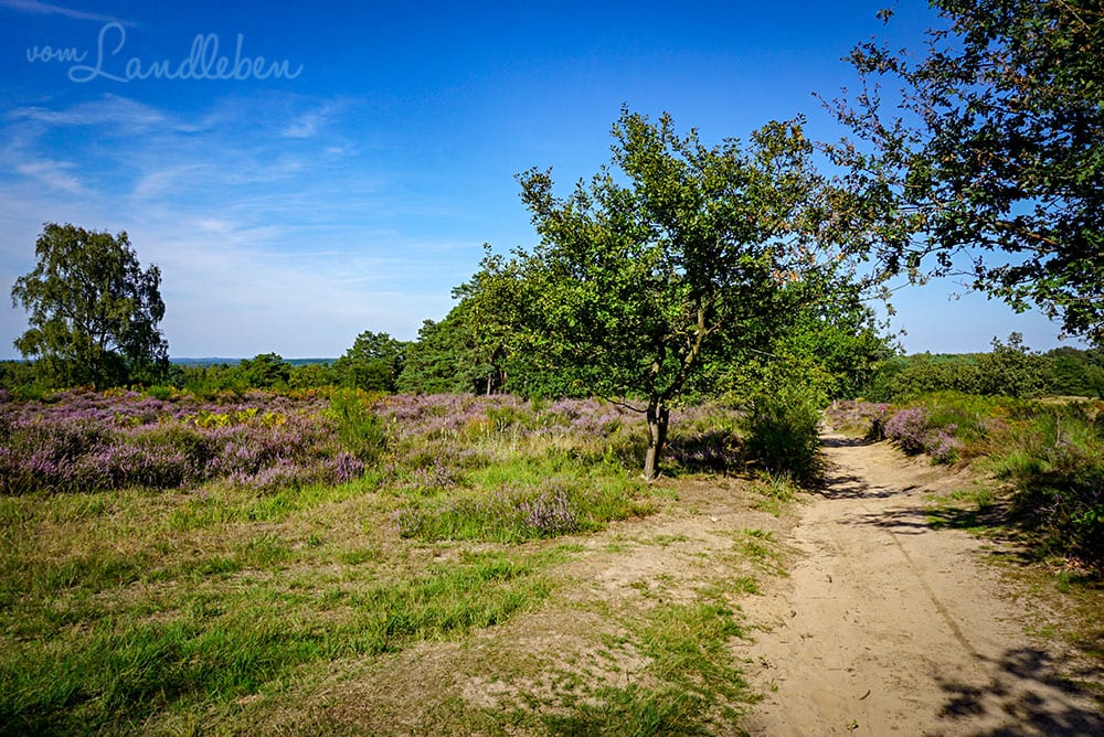 Wandern in der Wahner Heide