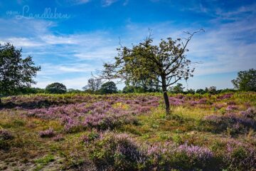 Wandern in der Wahner Heide