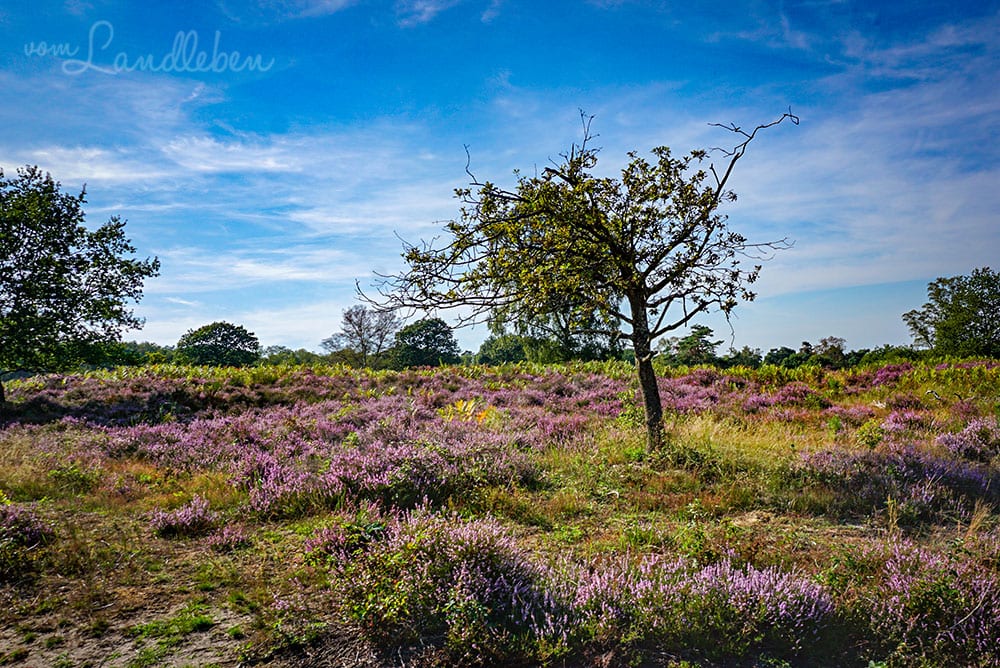 Wandern in der Wahner Heide