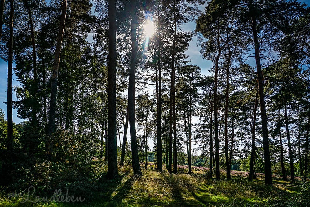 Wandern in der Wahner Heide