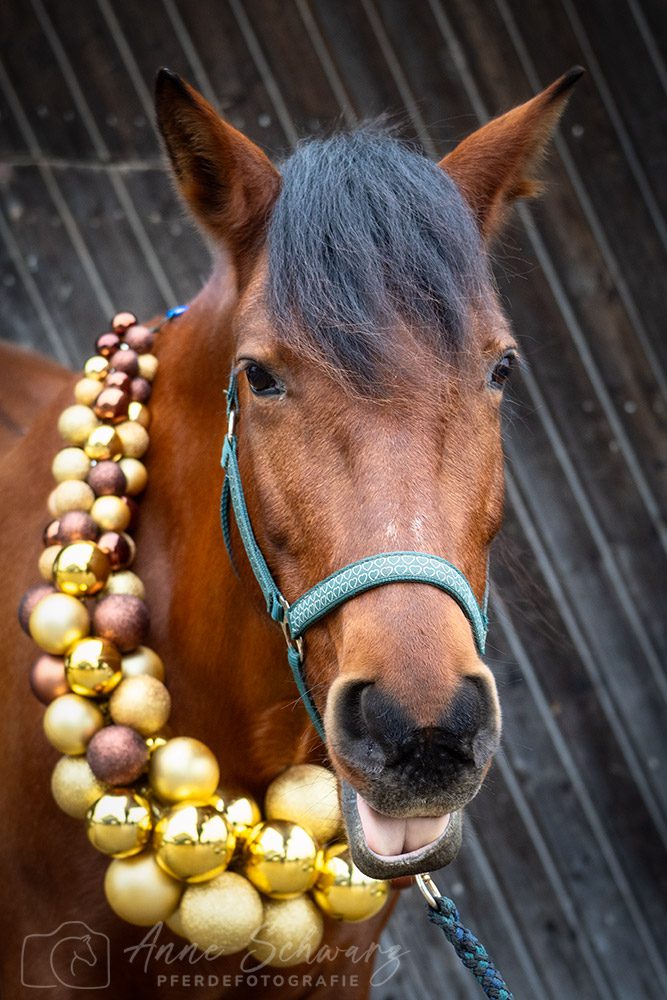 Weihnachtsshooting – Dolida – Outtakes