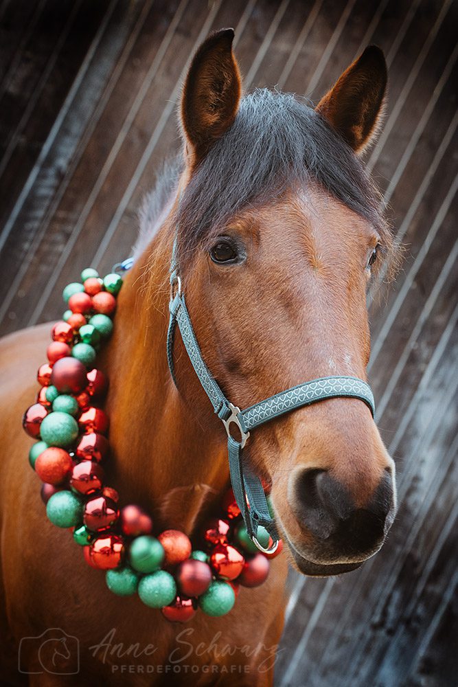 Weihnachtsshooting – Dolida