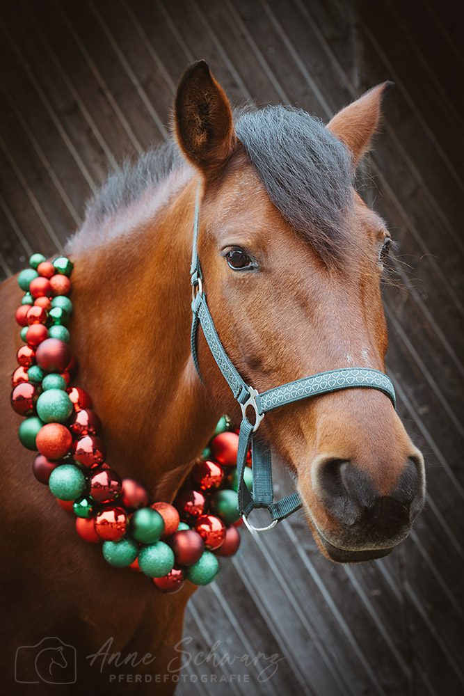 Weihnachtsshooting – Dolida