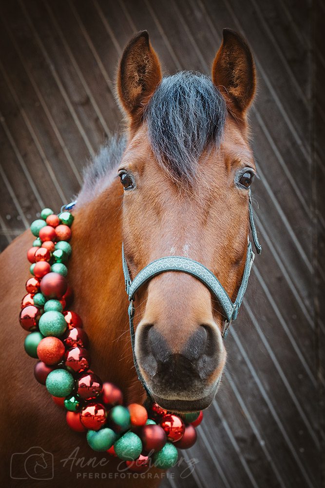 Weihnachtsshooting – Dolida