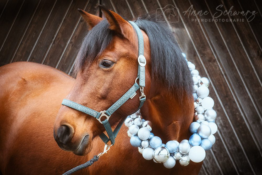 Weihnachtsshooting – Dolida