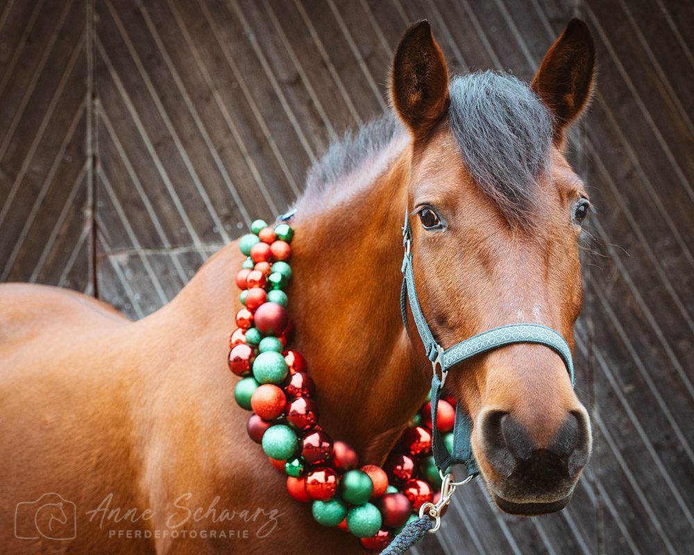 Weihnachtsshooting – Dolida