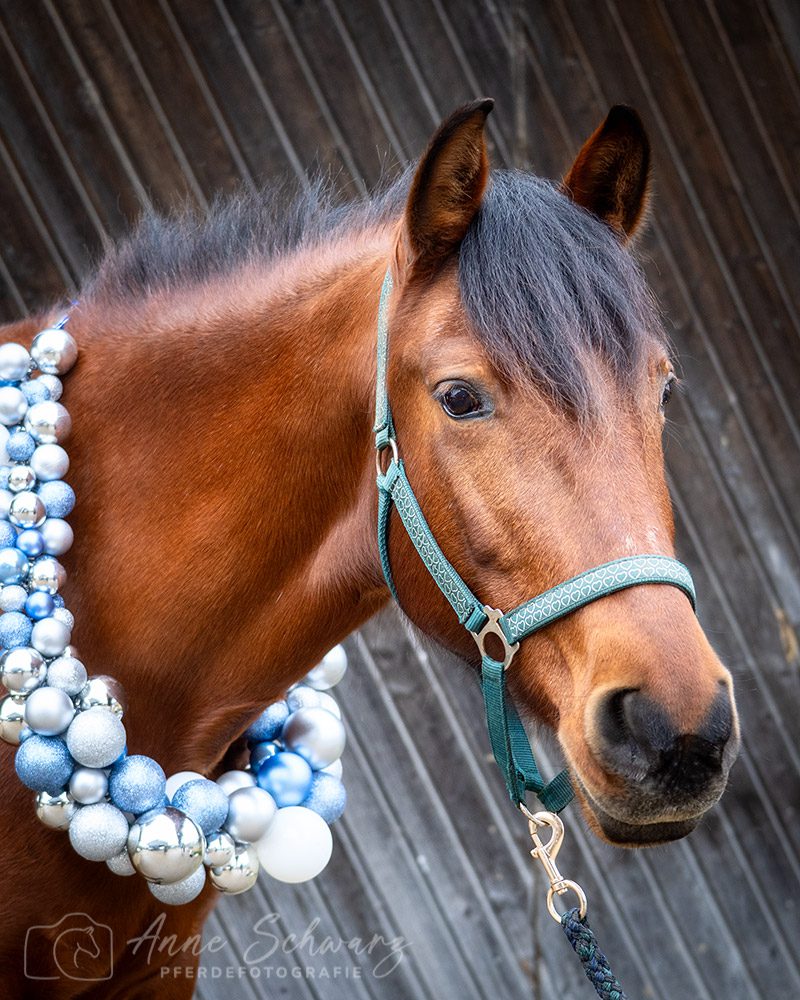 Weihnachtsshooting – Dolida