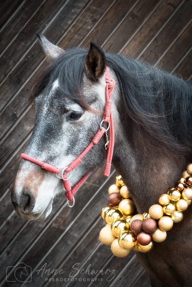 Weihnachtsshooting – Feli
