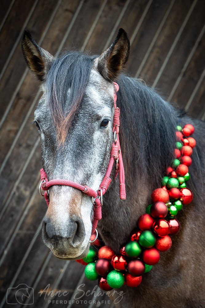 Weihnachtsshooting – Feli