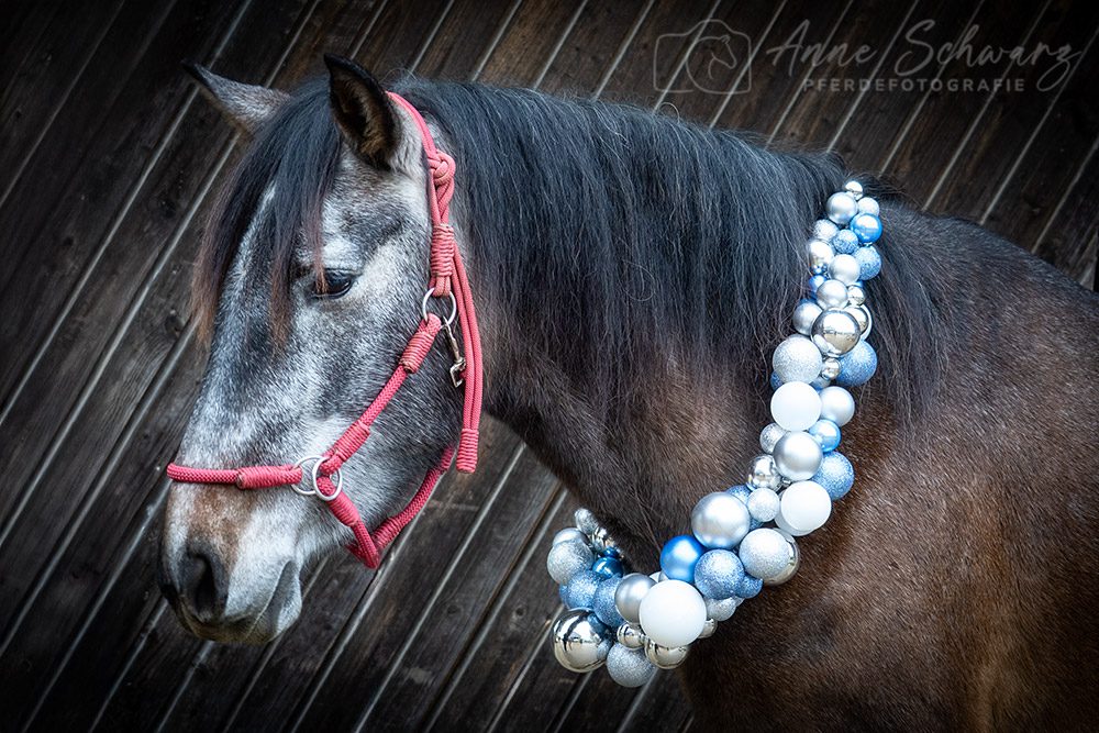 Weihnachtsshooting – Dolida