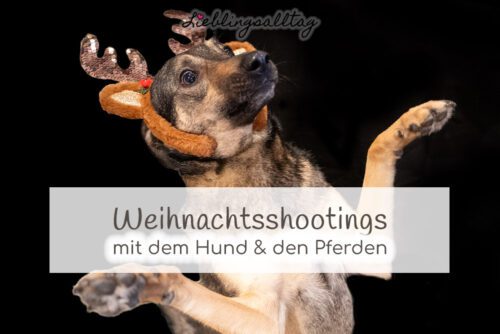 Weihnachtsshootings mit Hund & Pferd