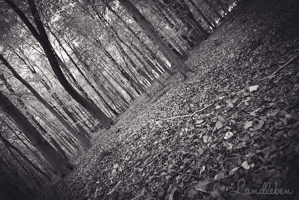 Werifesteria – Im Wald – Herbst 2017