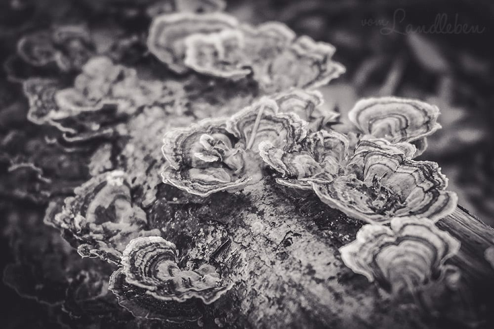 Werifesteria – Im Wald – Herbst 2017