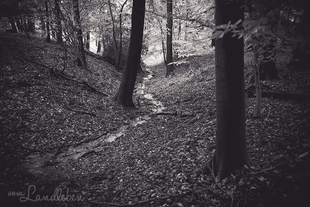 Werifesteria – Im Wald – Herbst 2017