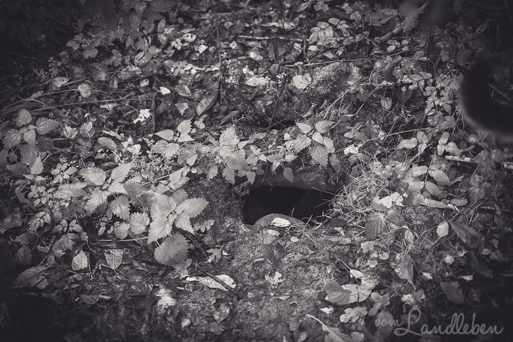 Werifesteria – Im Wald – Herbst 2017