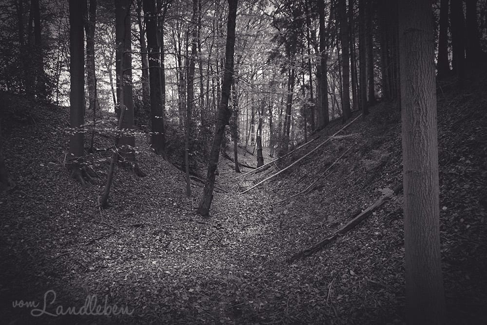 Werifesteria – Im Wald – Herbst 2017