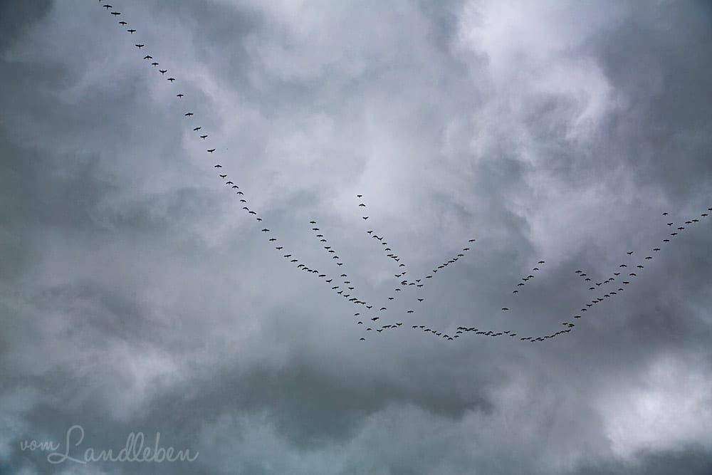 Zugvögel im März 2018