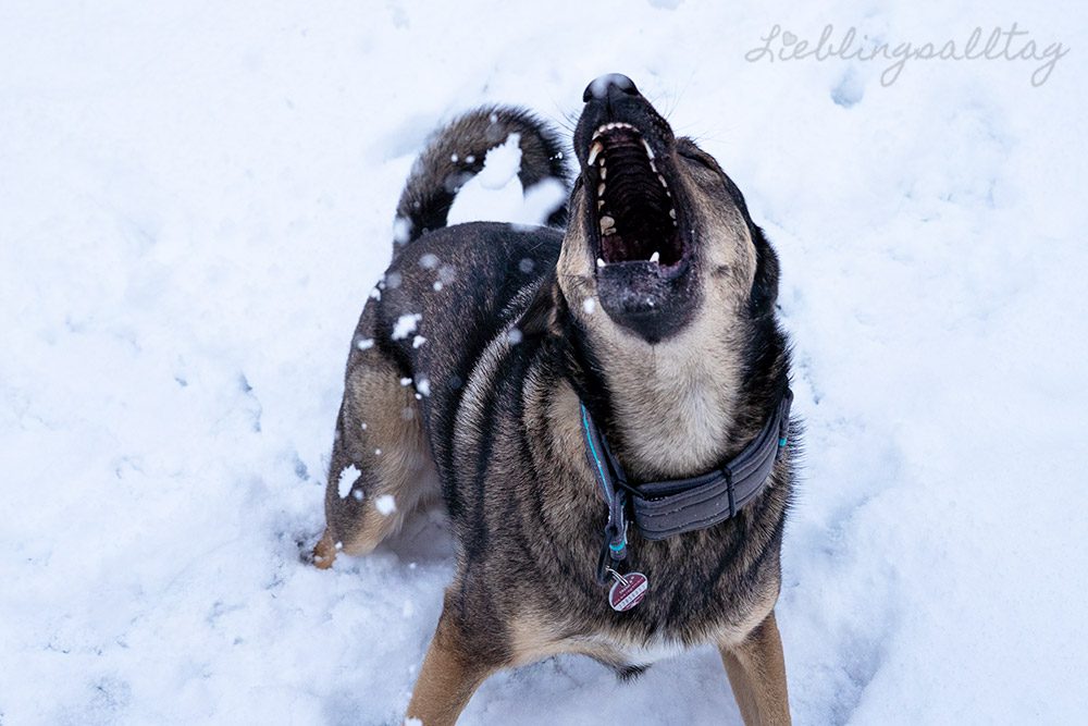 Bonnie – Hund im Schnee