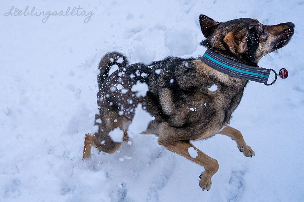 Bonnie – Hund im Schnee
