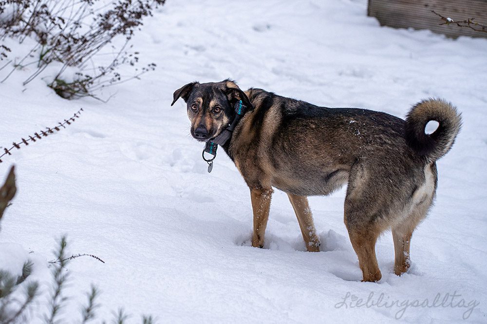 Bonnie – Hund im Schnee