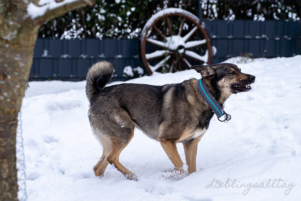 Bonnie – Hund im Schnee