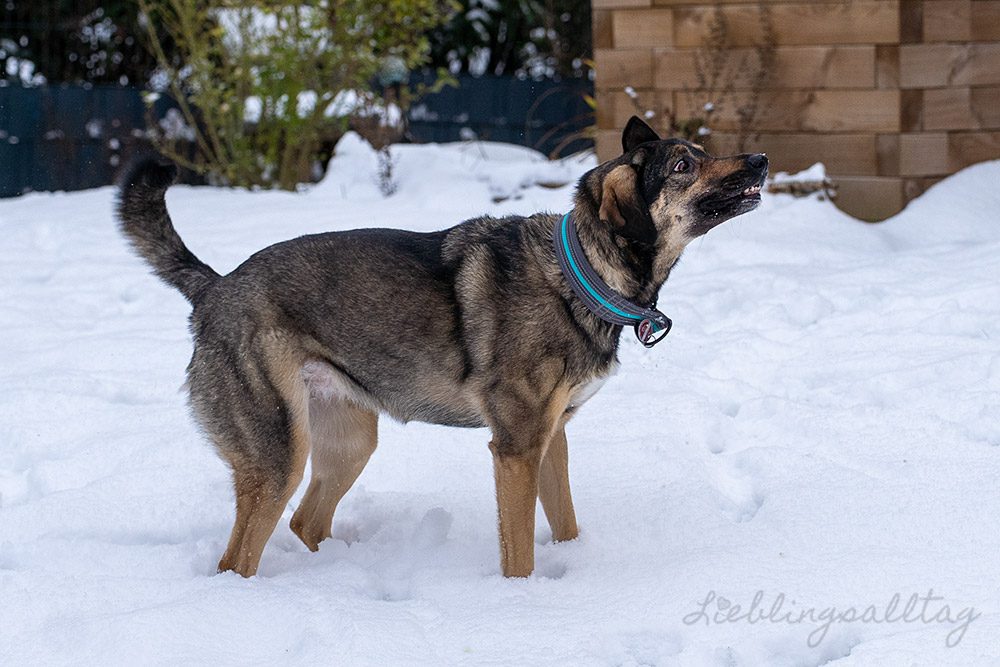Bonnie – Hund im Schnee