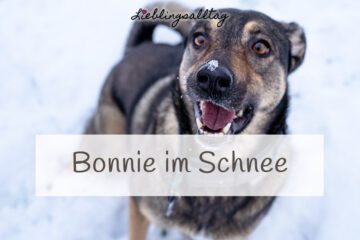 Bonnie – Hund im Schnee