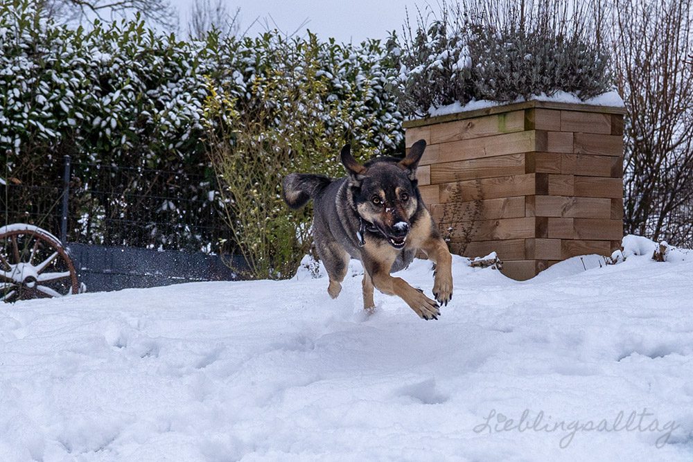 Bonnie – Hund im Schnee