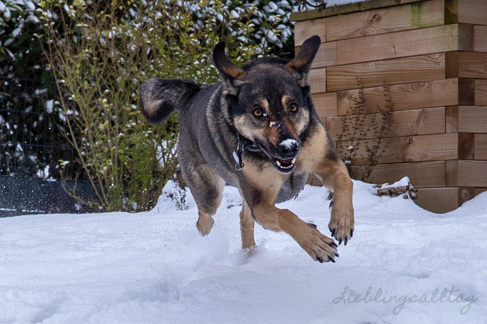 Bonnie – Hund im Schnee