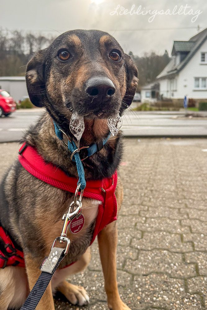 Bonnie beim Tierarzt