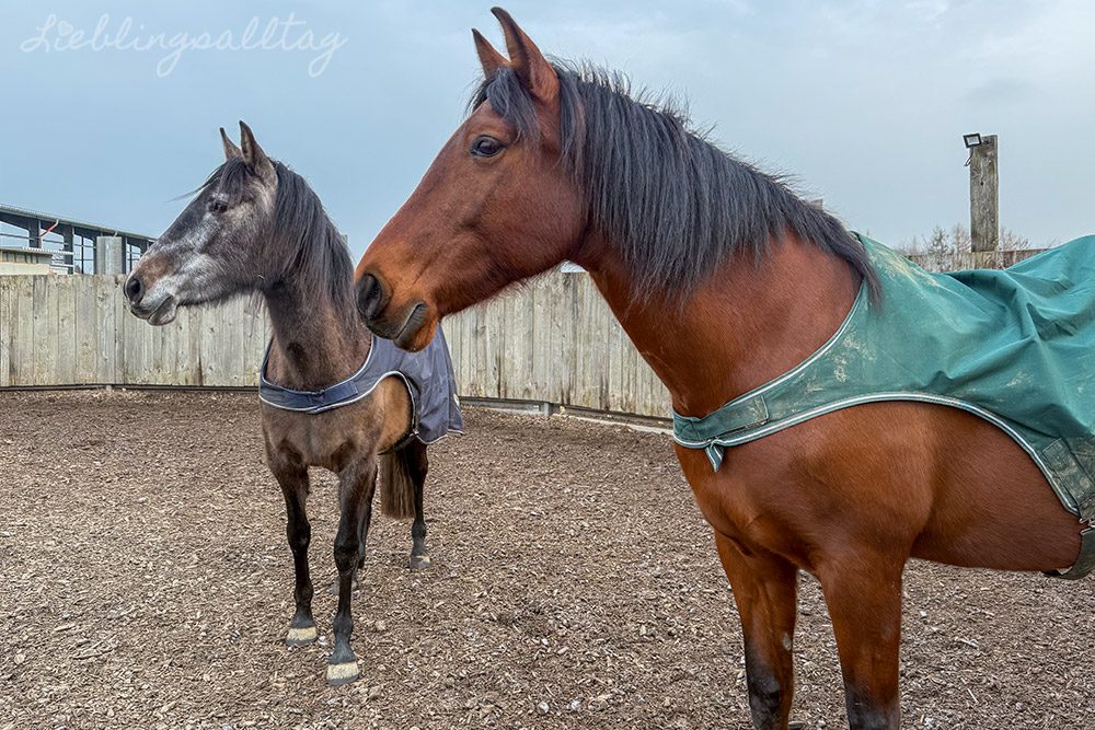 Feli und Dolida im Januar 2026