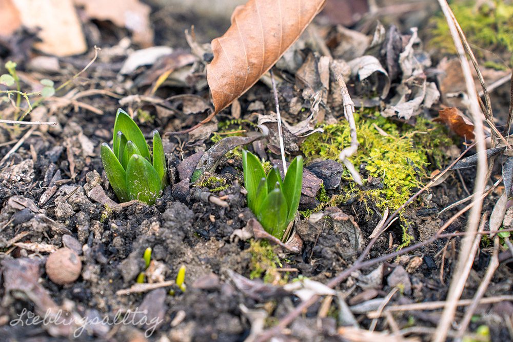 Erste Frühlingsboten im Garten – Januar 2026