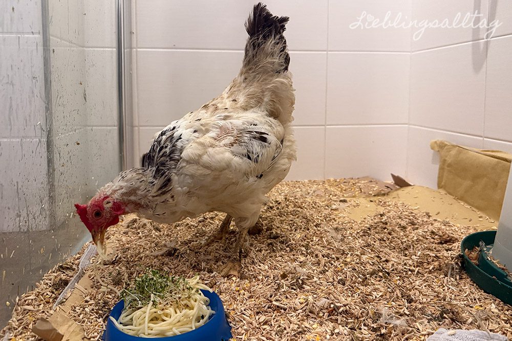 12 von 12 im Januar 2026 – Henne aufpäppeln