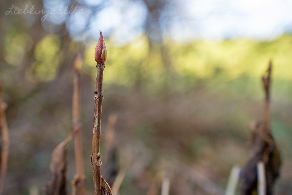 Knospen an der Hortensie – Januar 2026