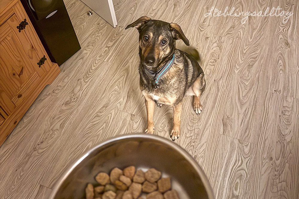 12 von 12 im Januar 2026 – Hundemädchen Bonnie