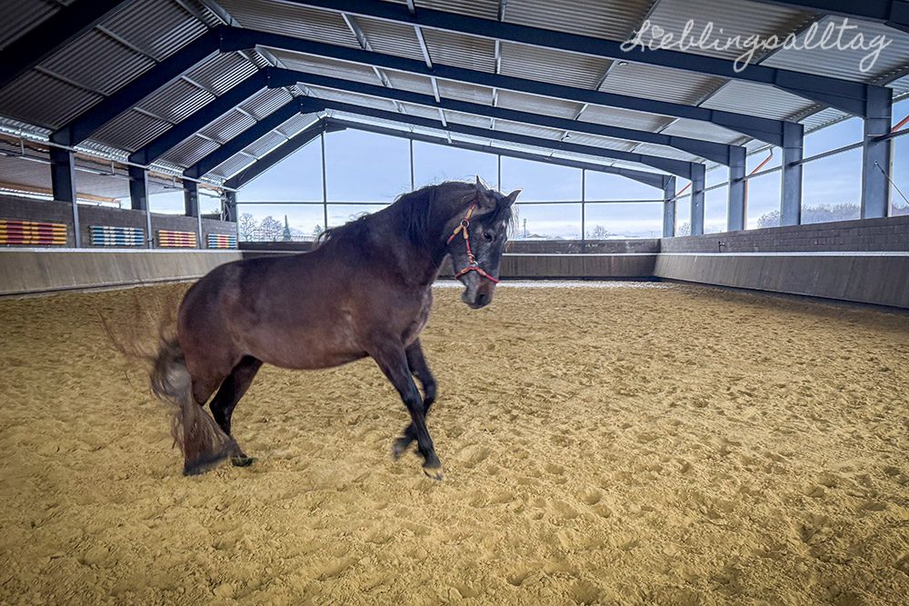 12 von 12 im Januar 2026 – Jungpferd Feli