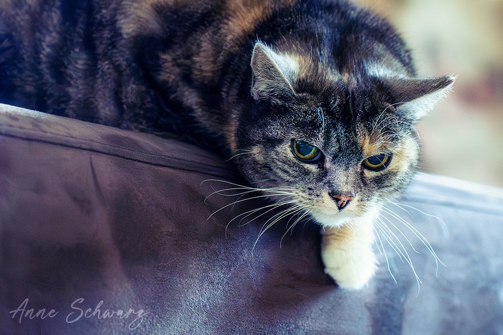 Momo – Katzenportrait