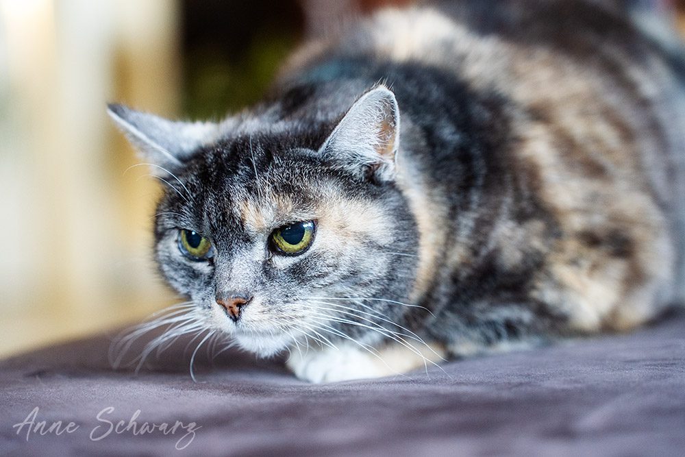 Momo – Katzenportrait