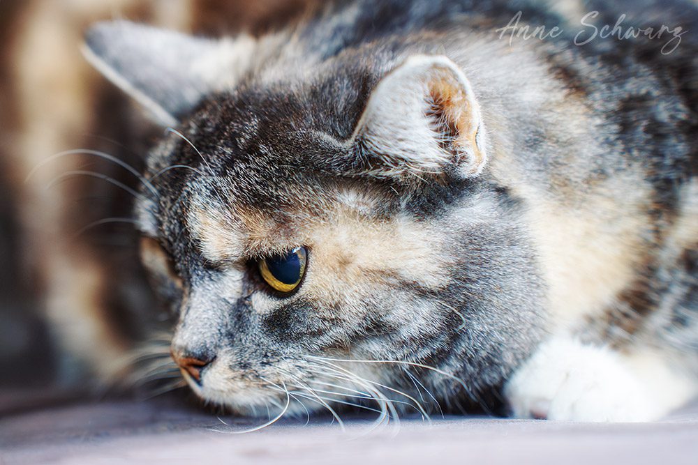 Momo – Katzenportrait