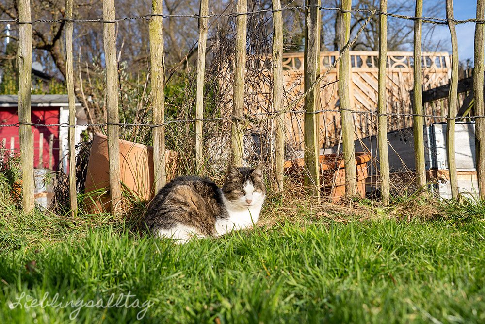 Sonnenbadende Katze – Januar 2026