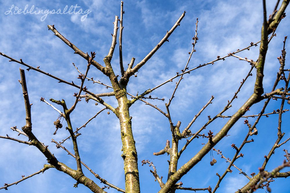 Kirschbaum im Januar 2026
